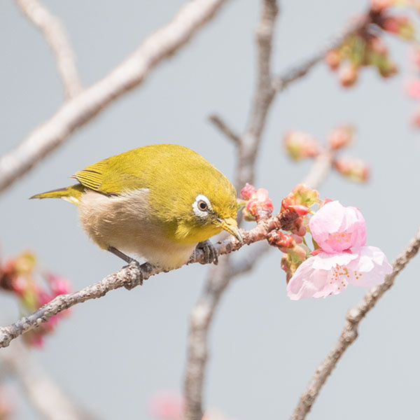 季節の写真1（桜／メジロ／スズメ）