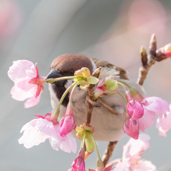 季節の写真2（桜／メジロ／スズメ）