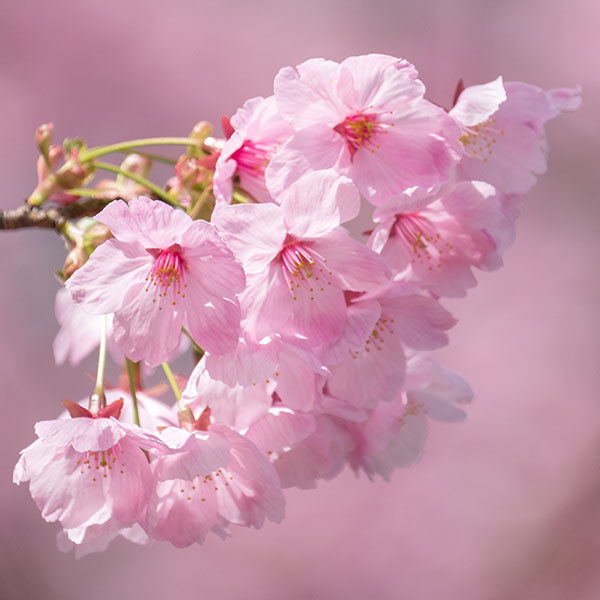 季節の写真（桜）※数日前に撮影 