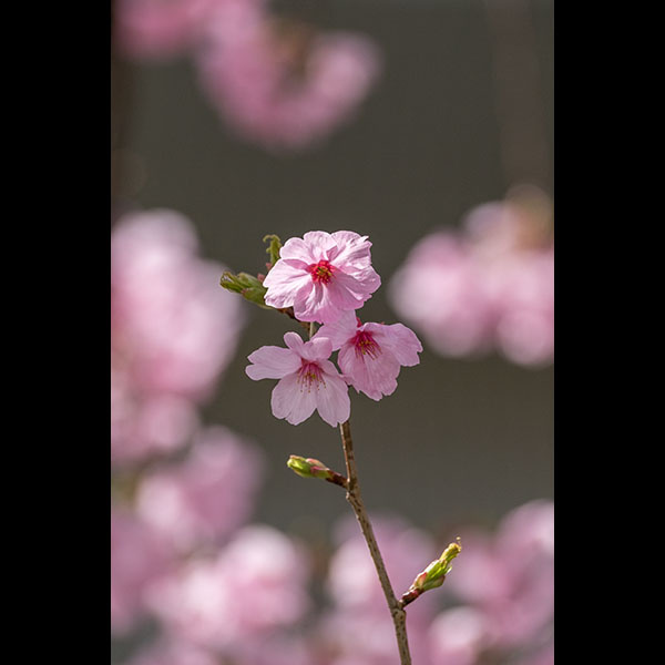 季節の写真（桜）※数日前に撮影 