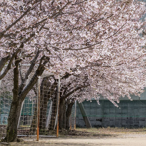 季節の写真（桜）／当社ショールームの前