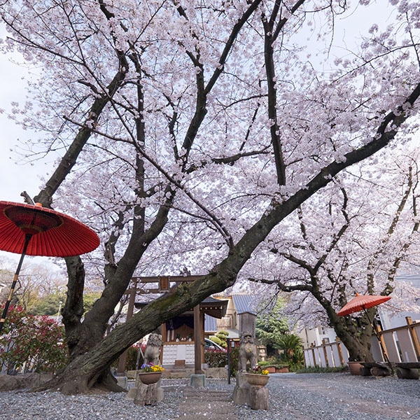 季節の写真（桜）／当社ショールームの前＆光傳寺さん