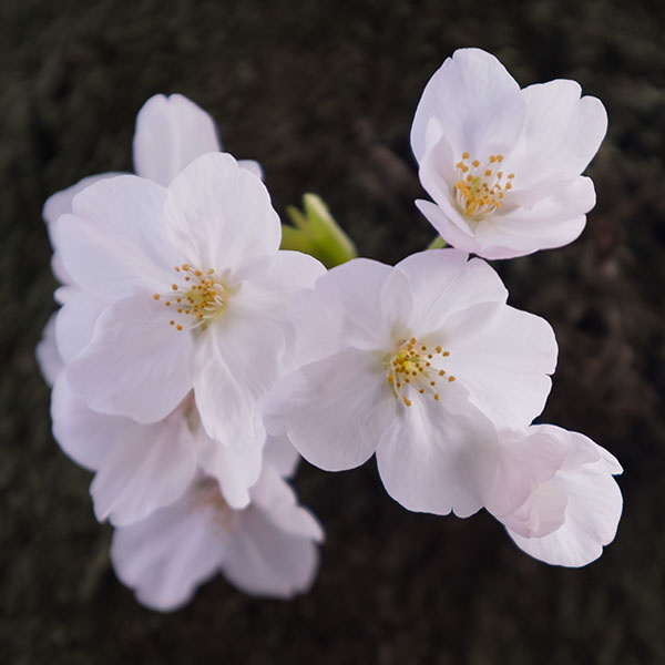 季節の写真（桜）／当社ショールームの前＆光傳寺さん