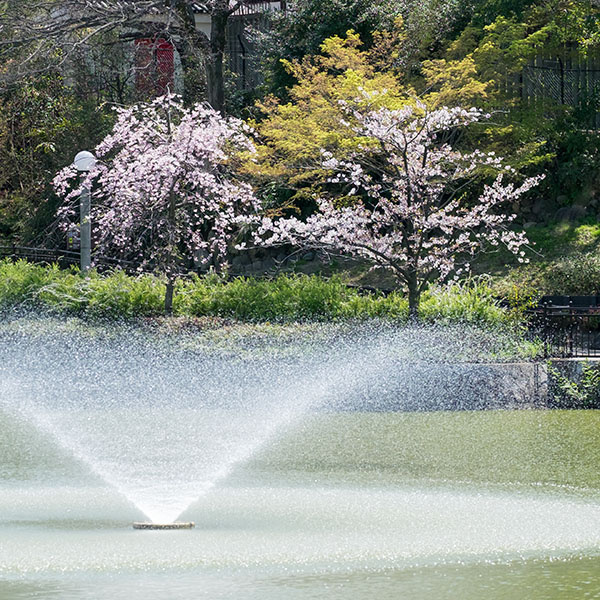 大阪の桜は大体終わりですが．．．。　※先週の続きです。