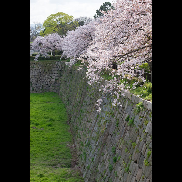 大阪の桜は大体終わりですが．．．。　※先週の続きです。