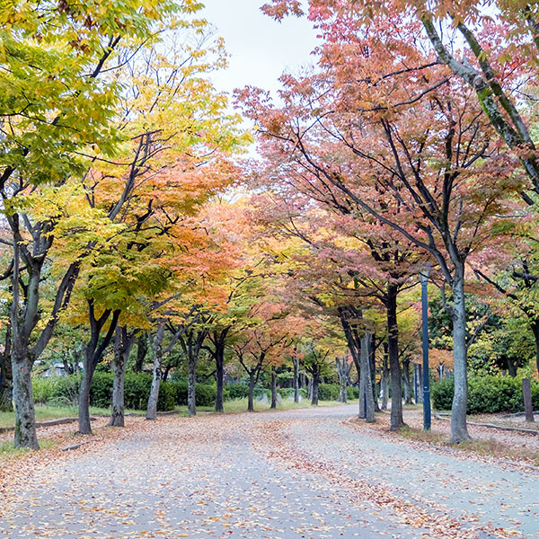 季節の写真／桜之宮公園