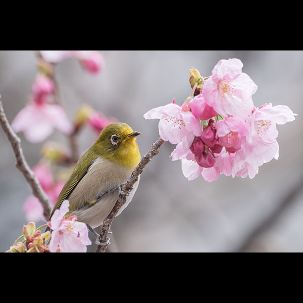 季節の写真（桜とメジロ）