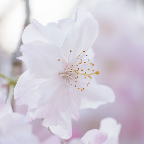 季節の写真（桜）