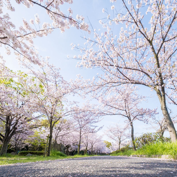 季節の写真（桜）