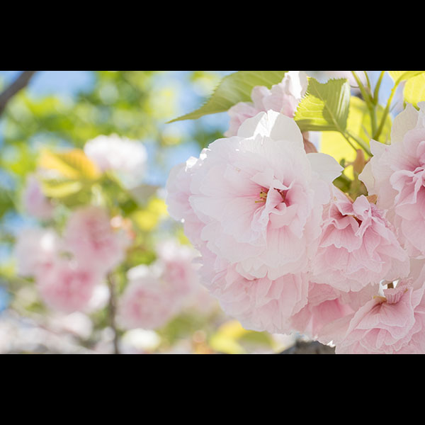 季節の写真（八重桜）