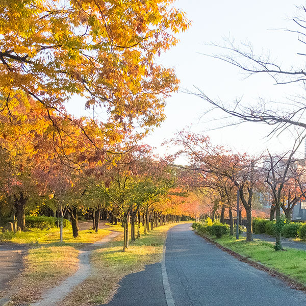 季節の写真／大川沿い「桜之宮公園」の紅葉