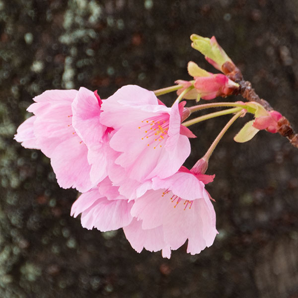 季節の写真（桜／ソメイヨシノ＆陽光）