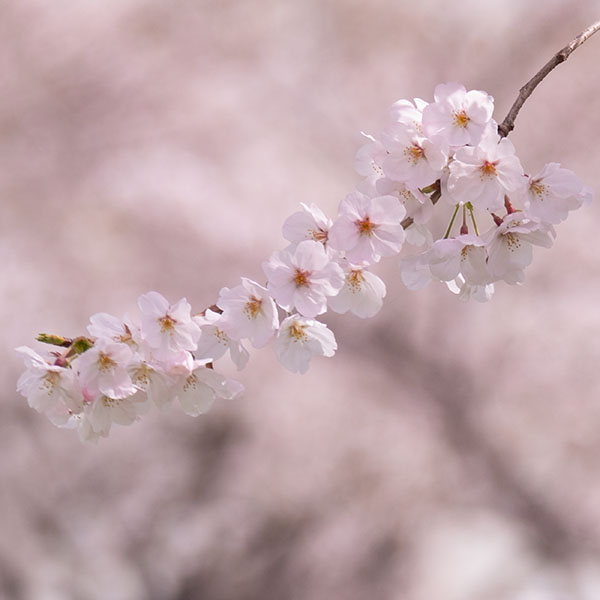 季節の写真（桜／ソメイヨシノ）