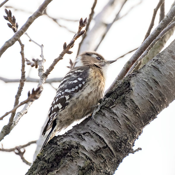 �R�Q�����������