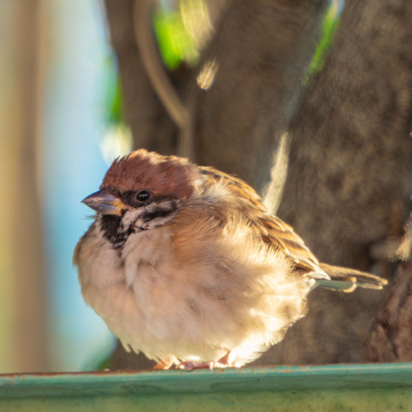 �����Ń��t���t�ɂȂ����X�Y��