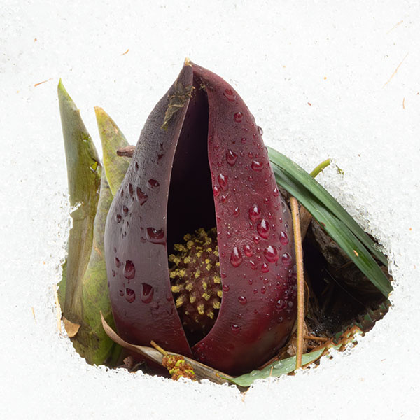 �U�[���\�E