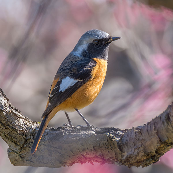 �W���E�r�^�L������~��