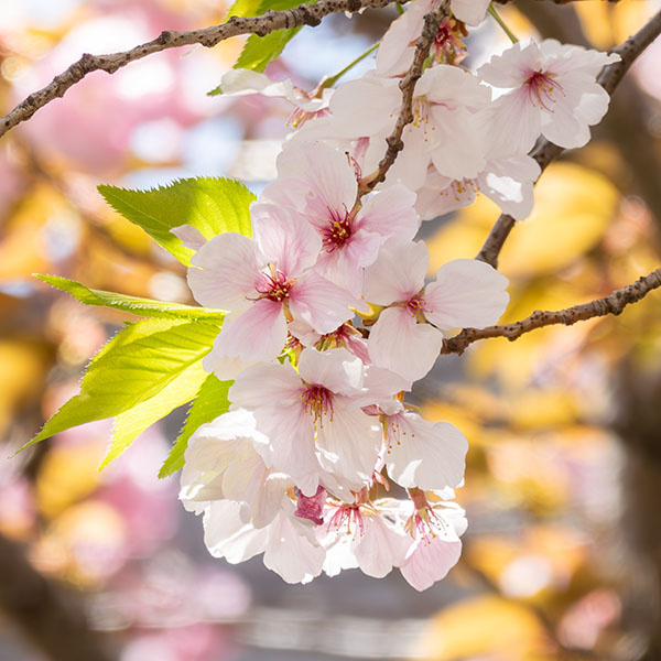 �G�߂̎ʐ^�u���v