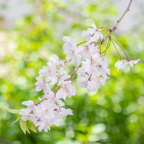 �G�߂̎ʐ^�u���v