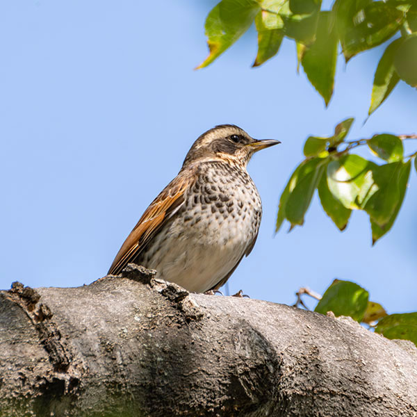 �c�O�~���������