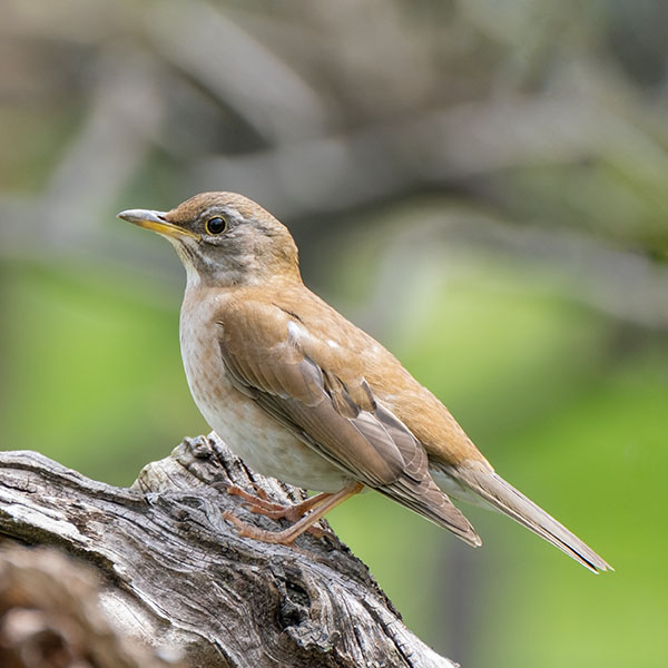 �V���n�����������