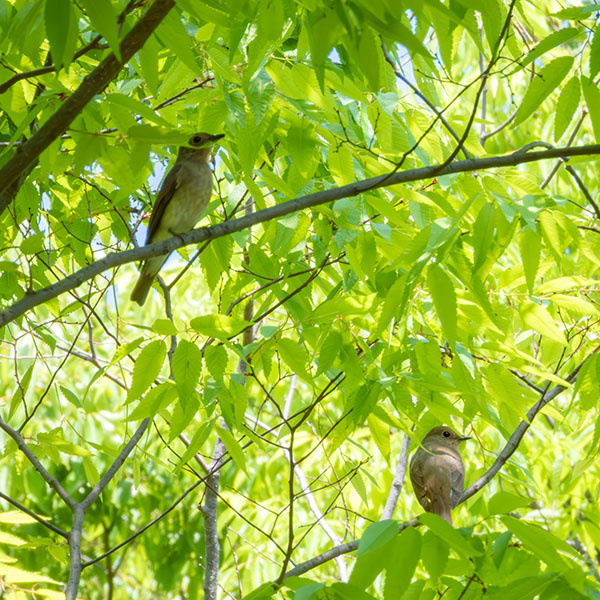 �I�I�����i���X�^2�H�j