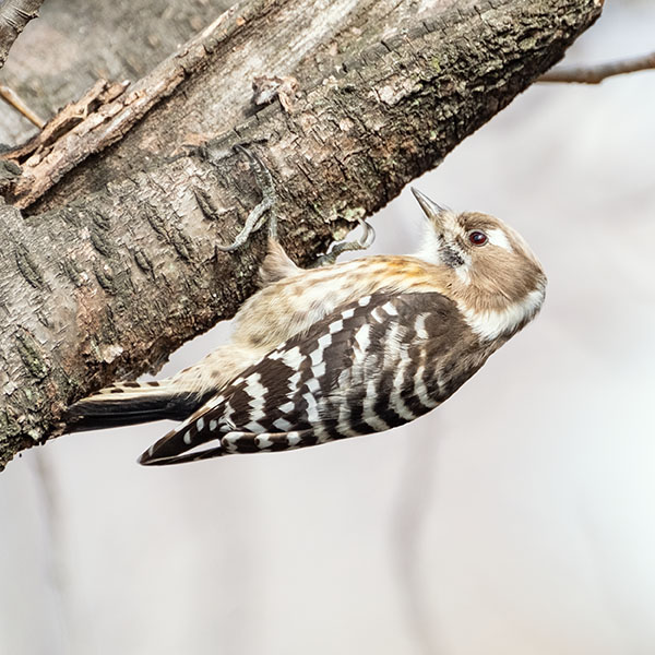 �R�Q�����������