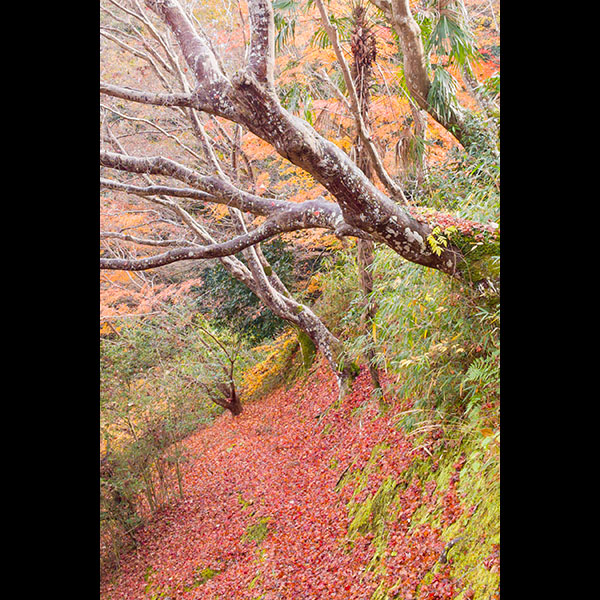 �G�߂̎ʐ^�^�����t���O�~