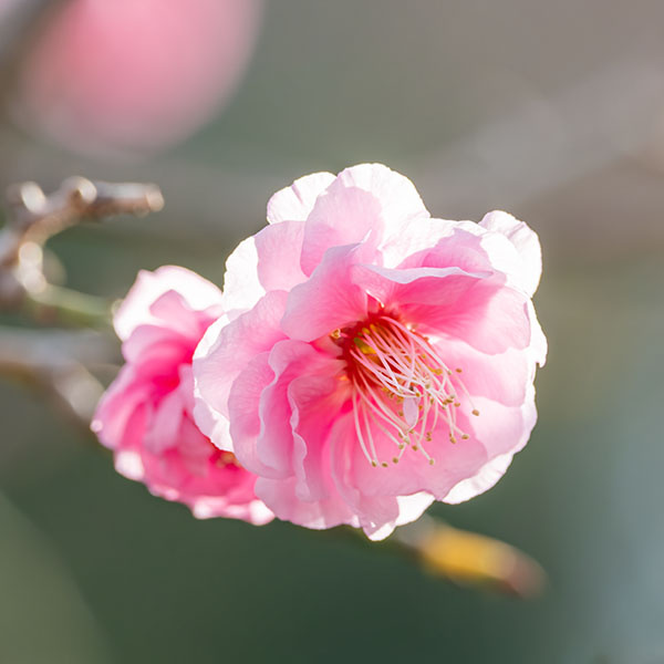 梅の写真@大阪城梅林
