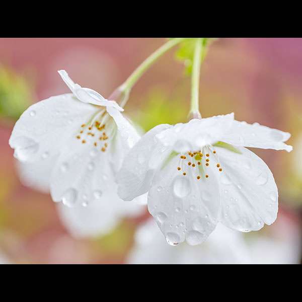 季節の写真「雨の日の大島桜」