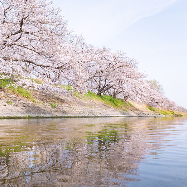 季節の写真「桜」