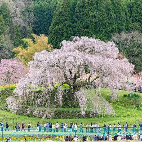 又兵衛桜（本郷の瀧桜）