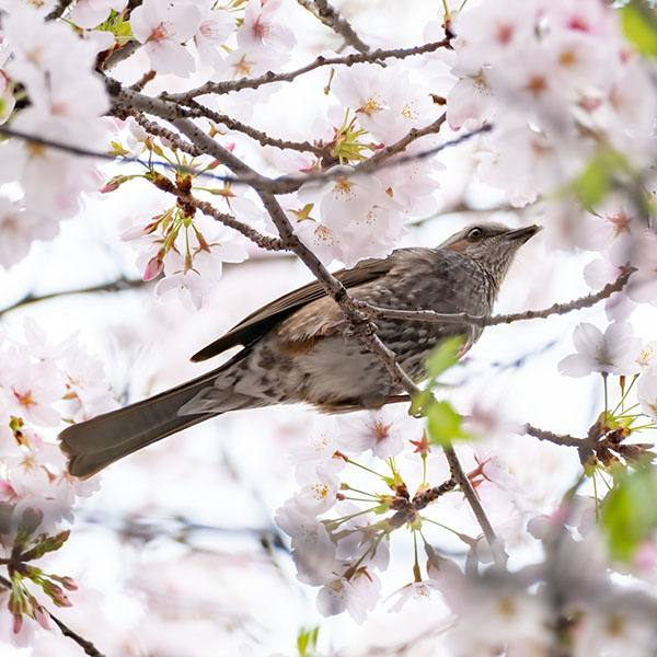 桜とヒヨドリ