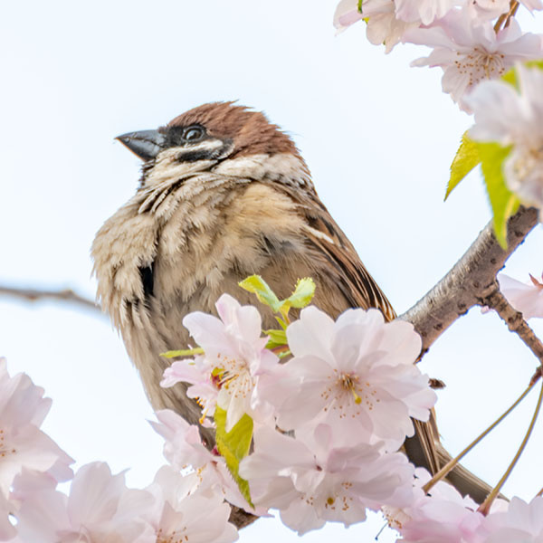 桜とスズメ