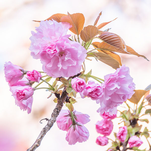 季節の写真「八重桜」