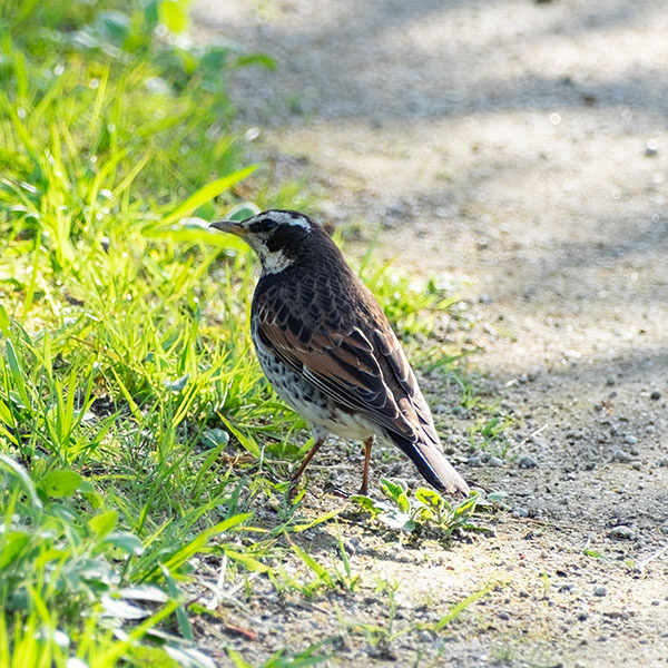 ツグミ＠大阪城公園