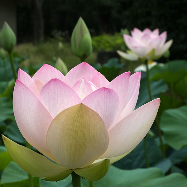 蓮の花