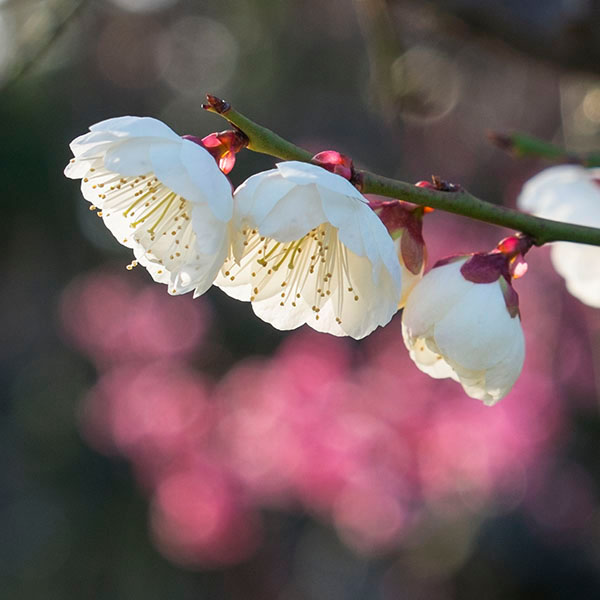 大阪城梅林の梅