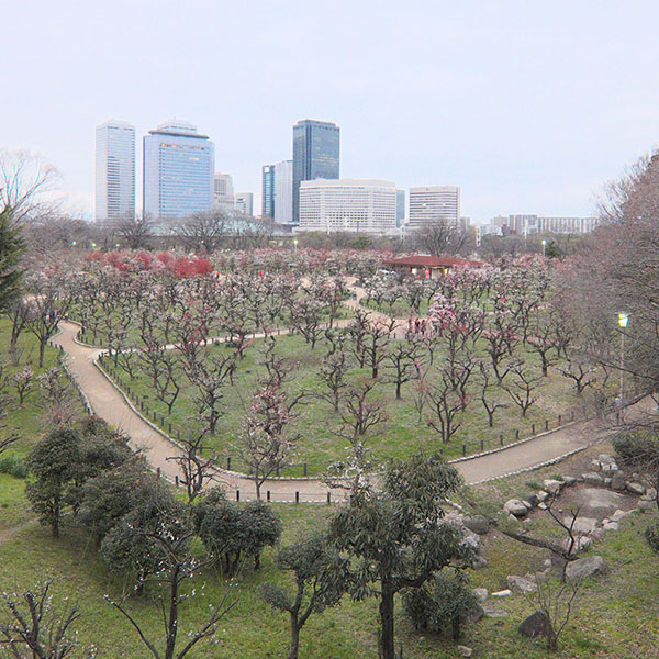 大阪城梅林が綺麗になって参りました。