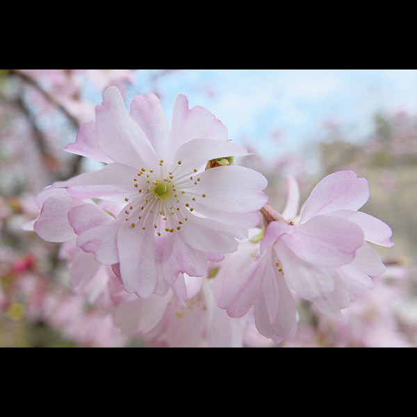 桜関連で写真を3枚