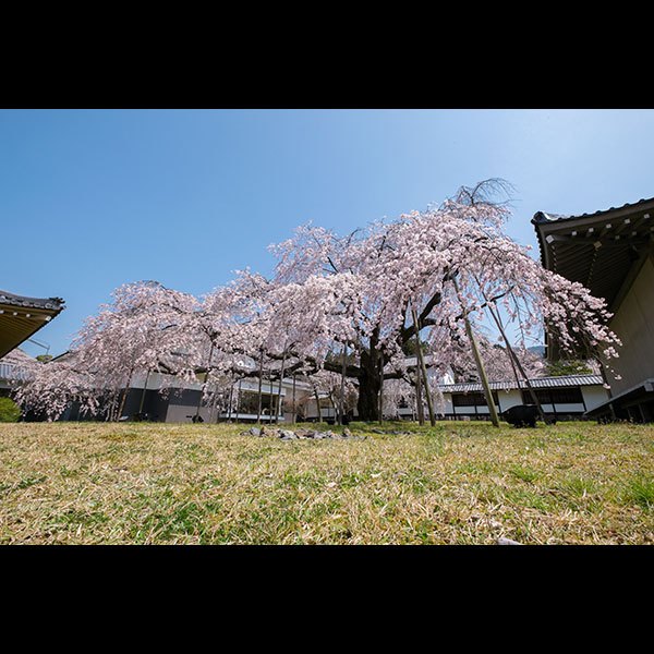 桜の季節ですので、桜の写真を2枚。