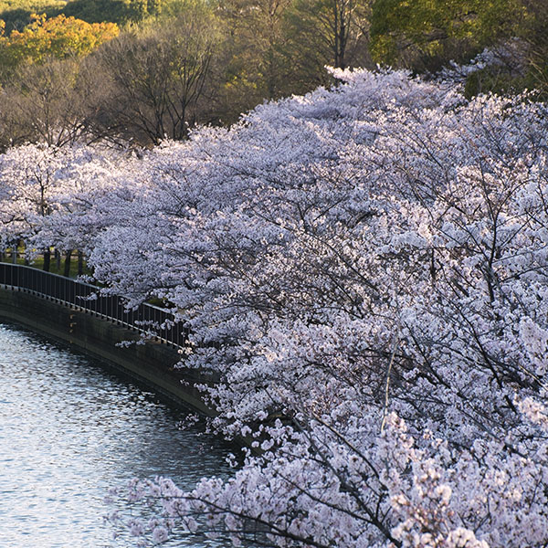 桜之宮公園の桜が「見頃」です。