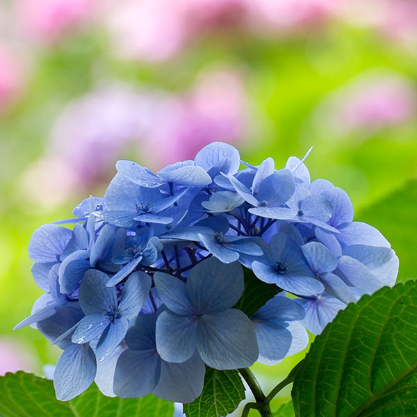 紫陽花（藍色）