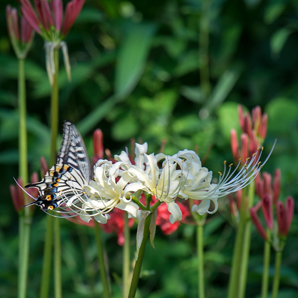 白い彼岸花とアゲハチョウ