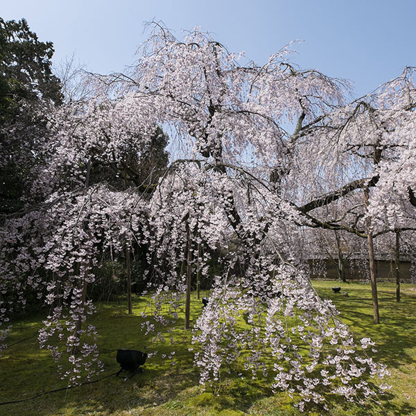 京都／醍醐寺さんの桜（その1）