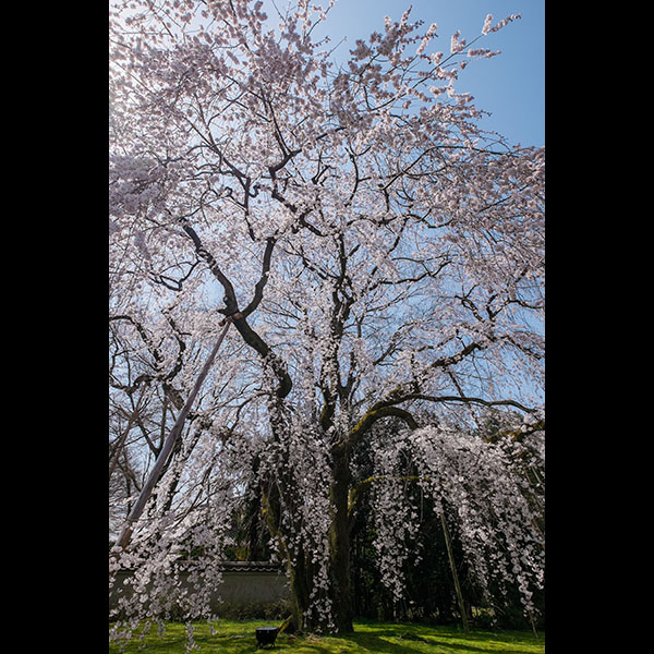 京都／醍醐寺さんの桜（その1）