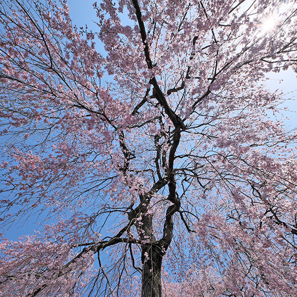 京都／醍醐寺さんの桜（その2）