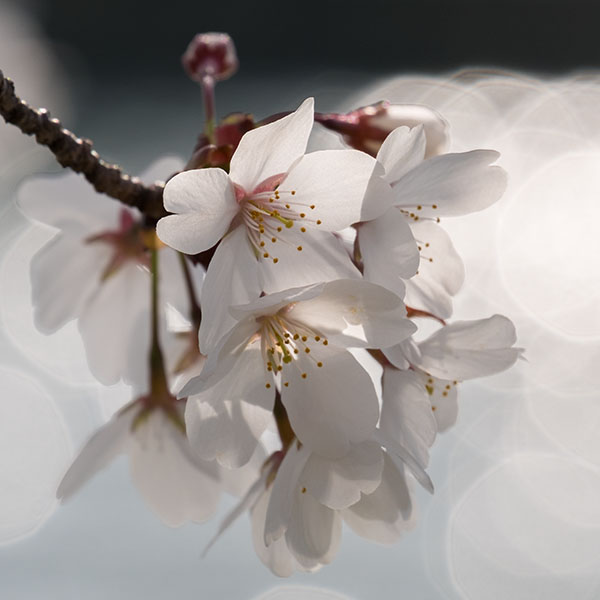 桜之宮公園の桜（ごく一部）が咲き始めました。