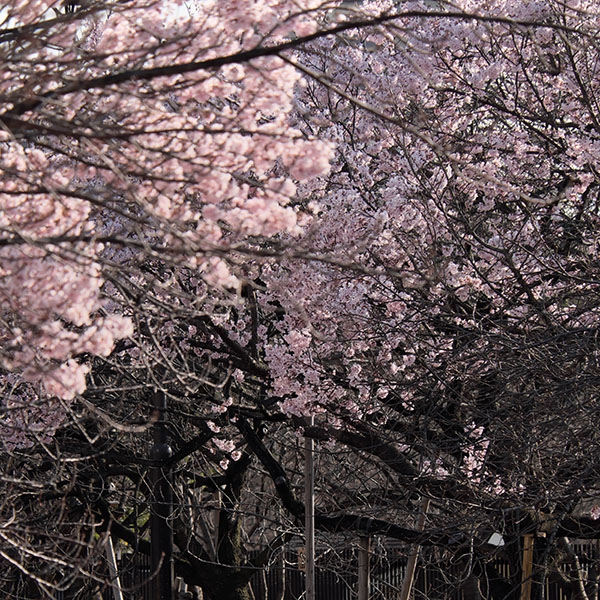 桜之宮公園の桜（ごく一部）が咲き始めました。
