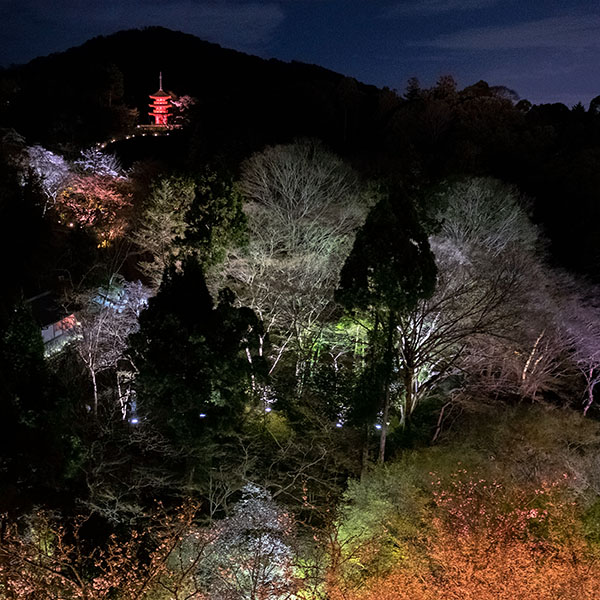 京都／清水寺さんの夜間特別拝観